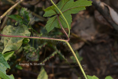 Merremia vitifolia